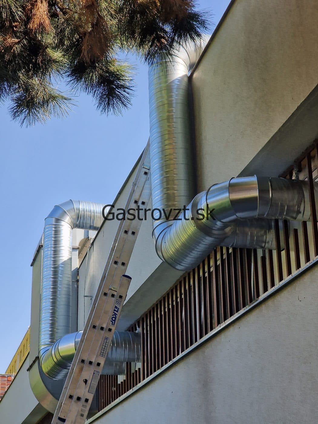 Gastrovzt · 31